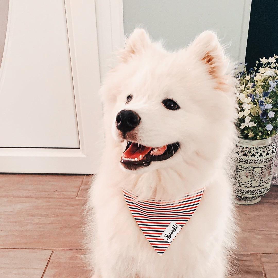 bandit-french-banban-bandana-chien-bleu-blanc-rouge-m image 4