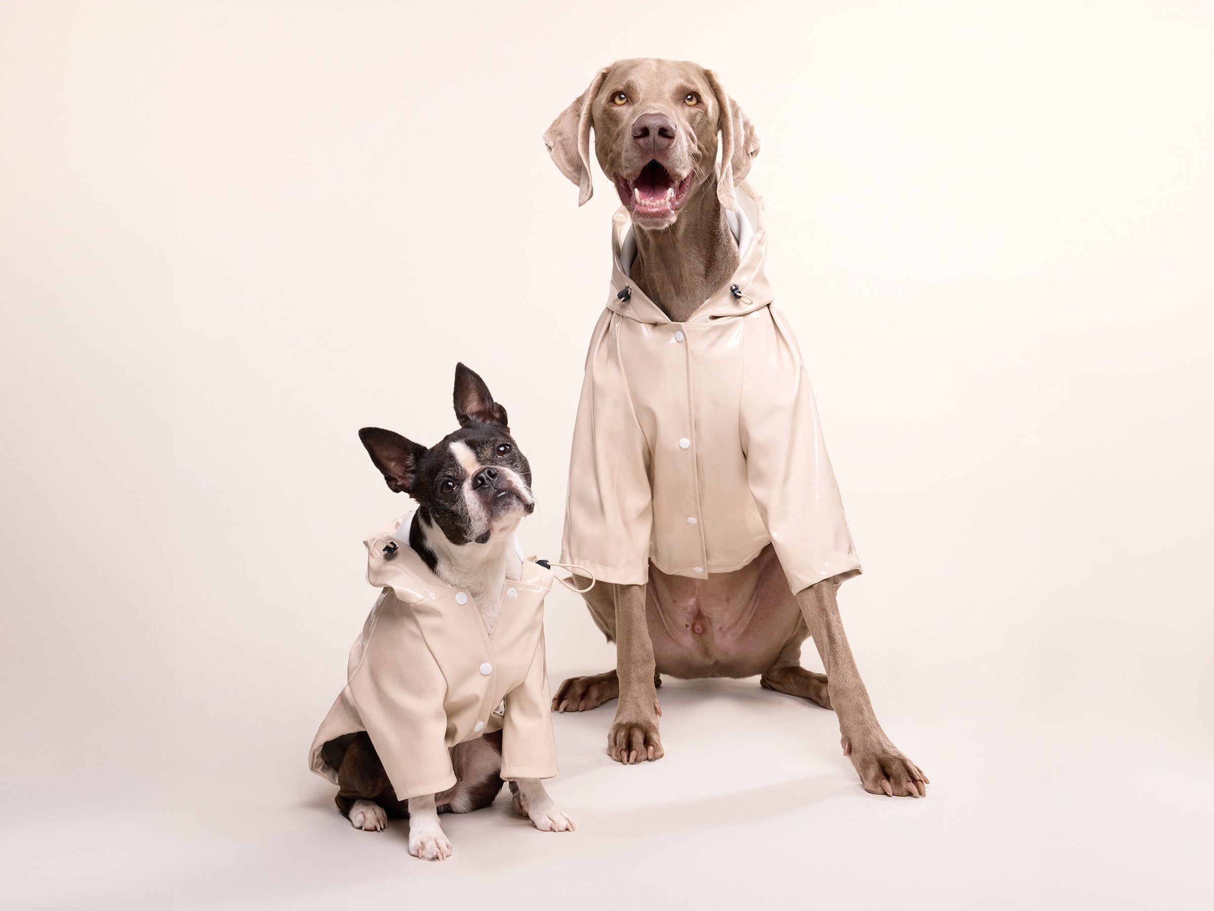 bandit-imperm-able-chien-latte-cr-me-capuche-taille-m image 1