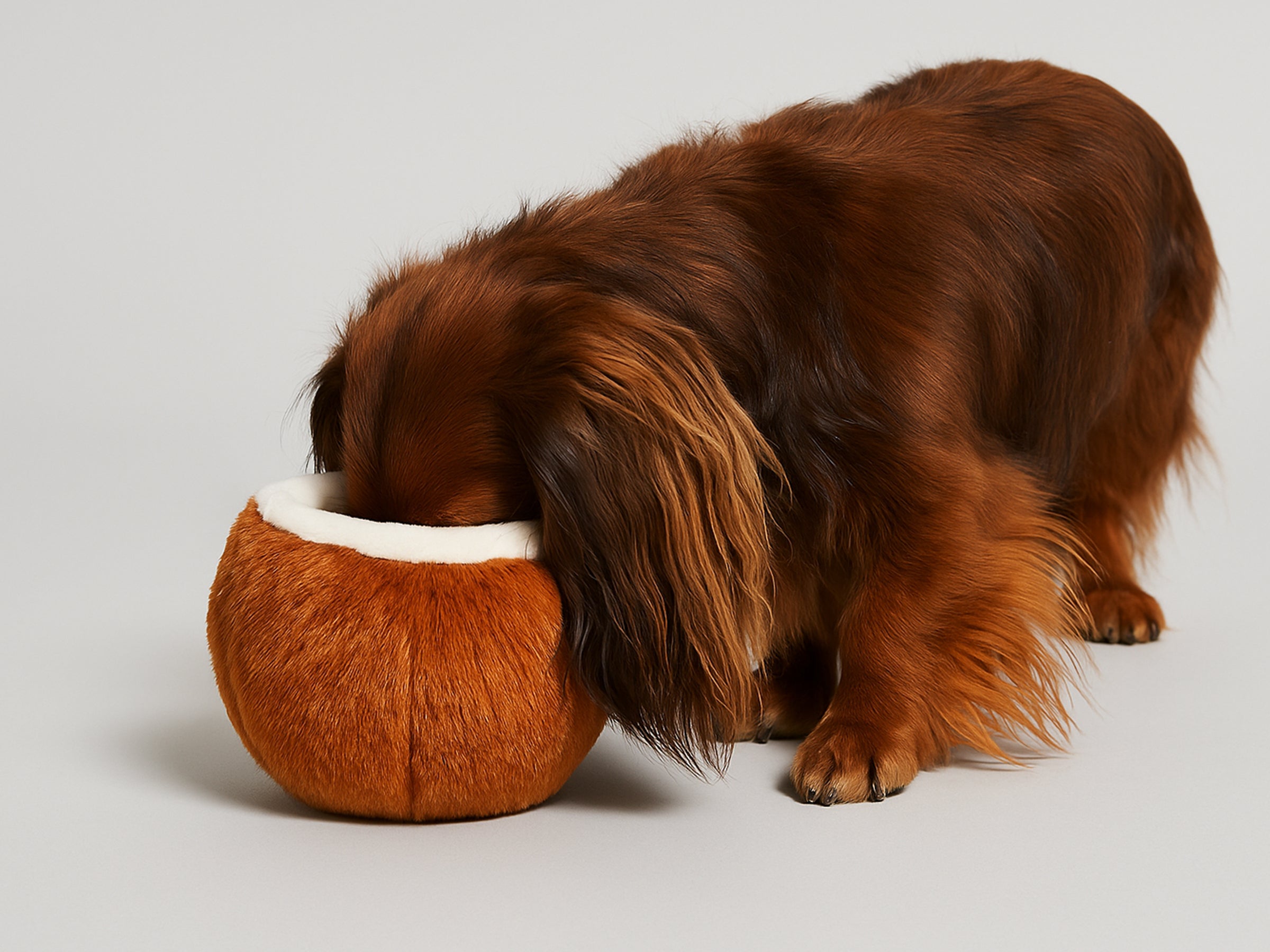 bandit-coco-loco-jouet-chien-cachette-friandises image 3