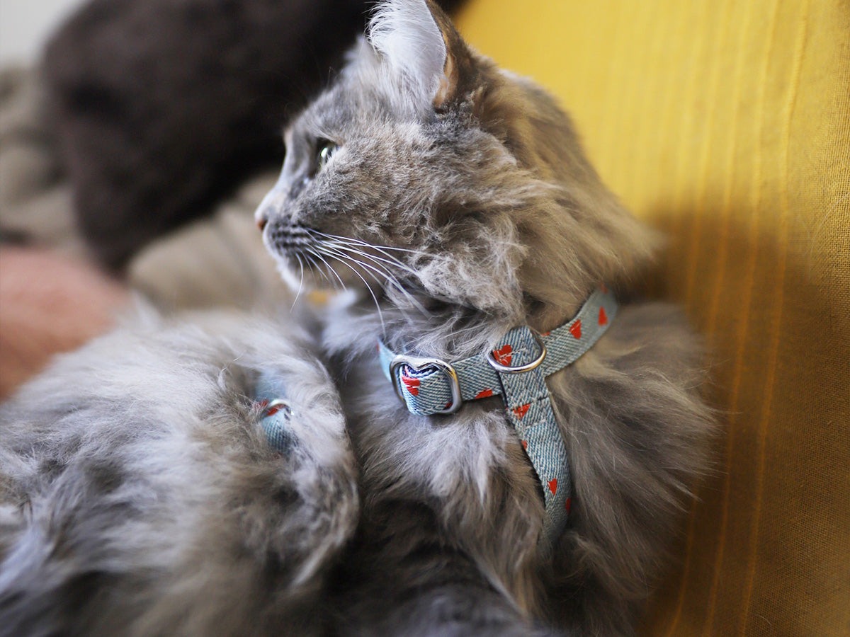 bandit-denim-harnais-chat-c-urs-rouges-clara image 2