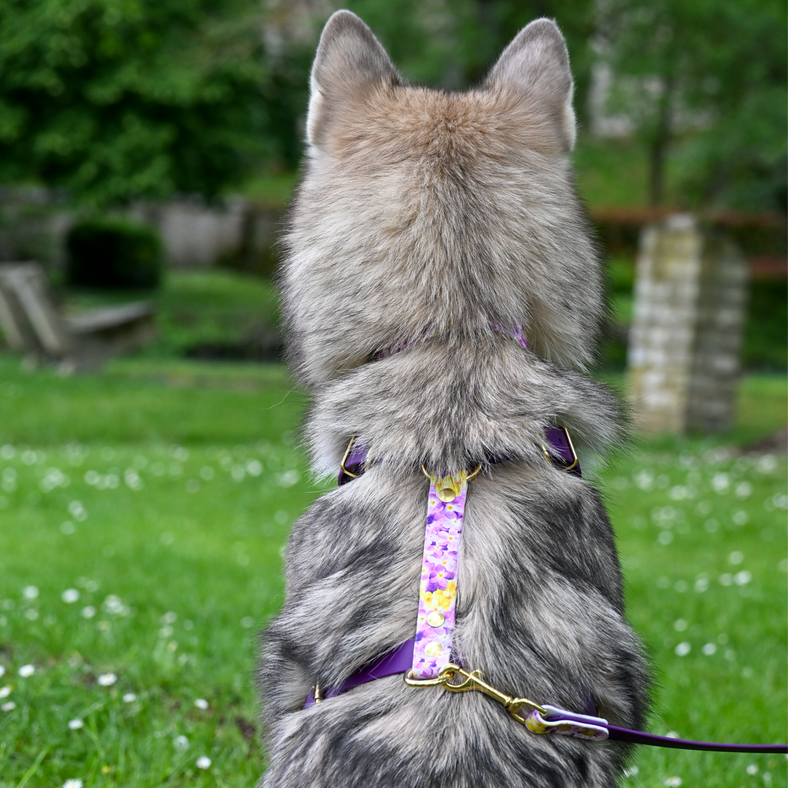 fid-le-paris-the-bloom-harnais-chien-violet-imperm-able image 2