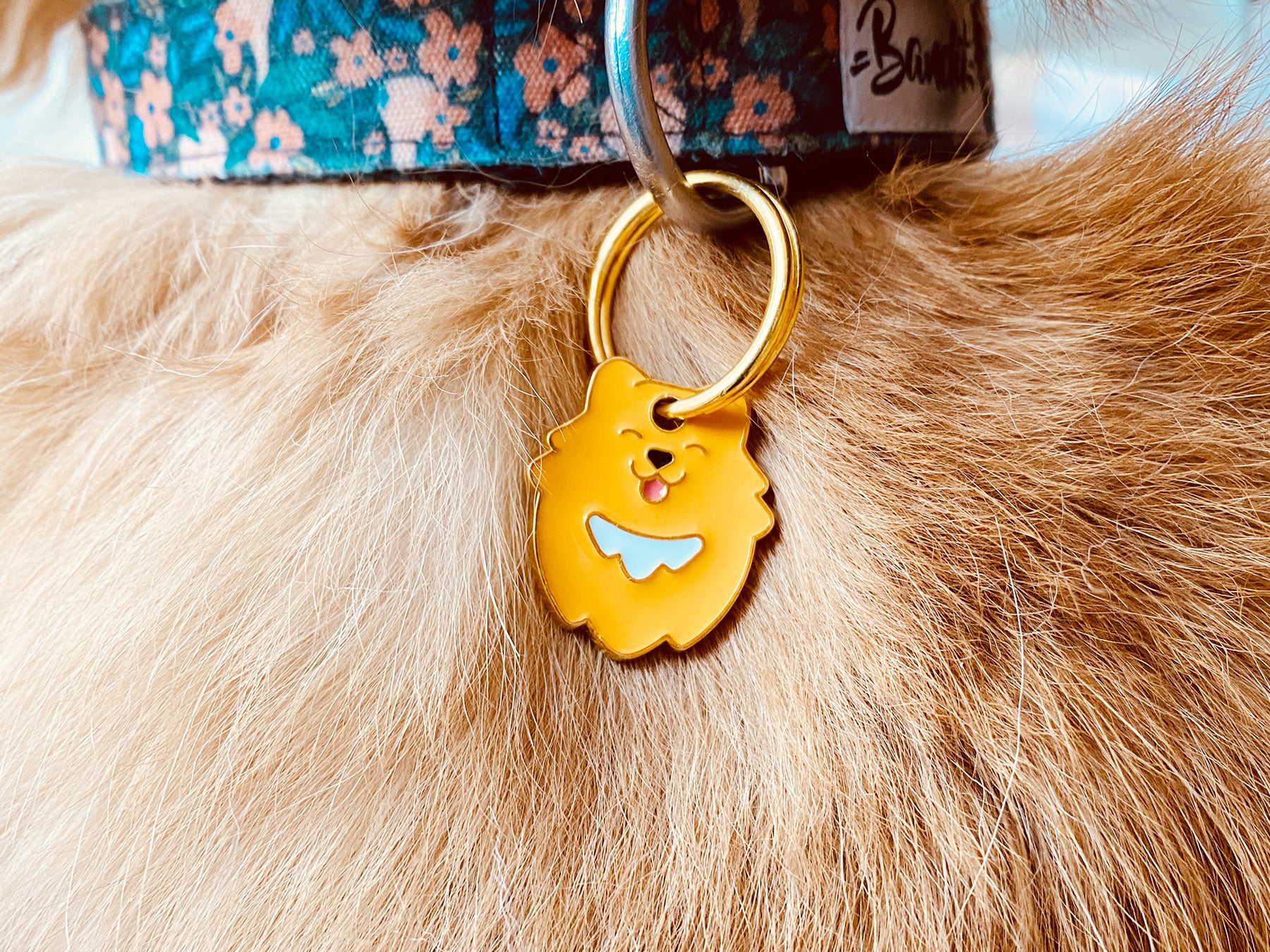 bandit-m-dailles-spitz-m-daille-chien-spitz-gravable image 2