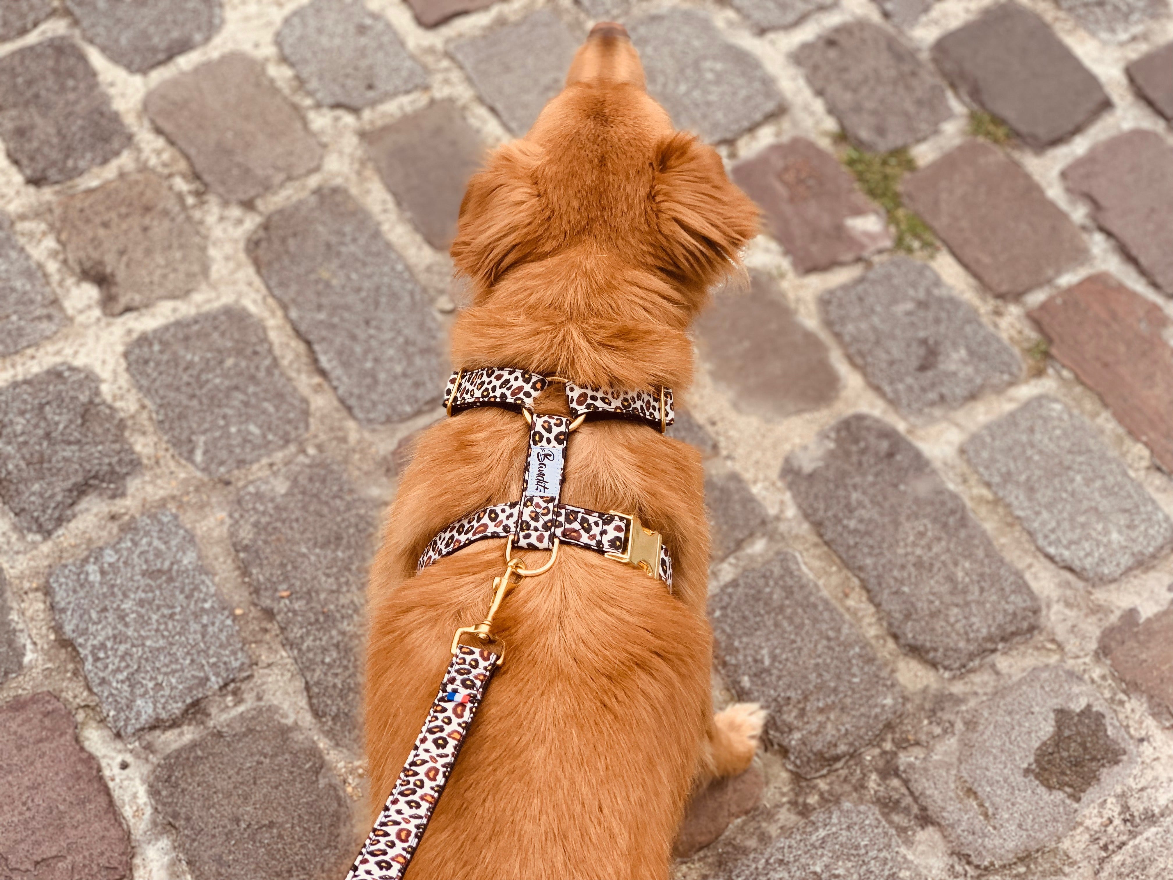 bandit-l-opard-harnais-chien-moyen-motif-l-opard image 2