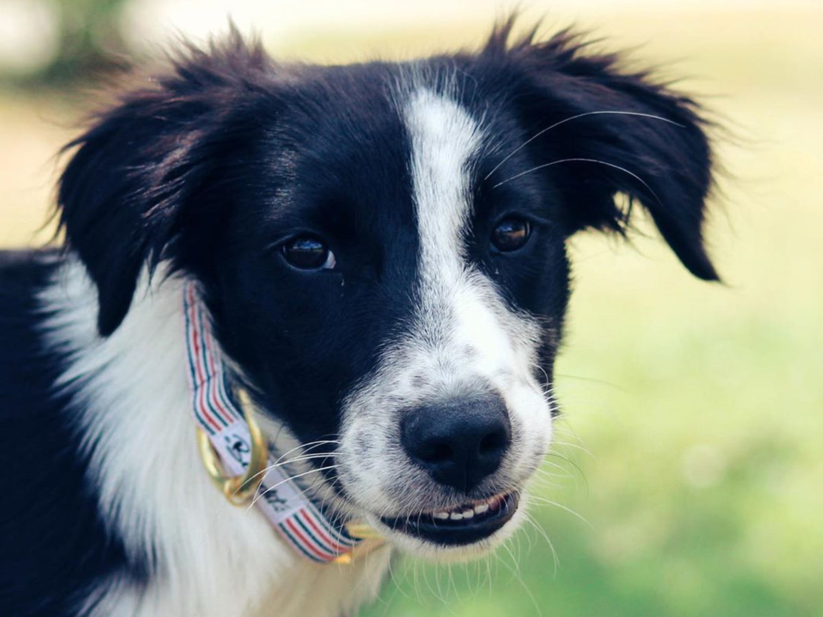 bandit-french-banban-collier-chien-bleu-blanc-rouge-petit-chien image 3