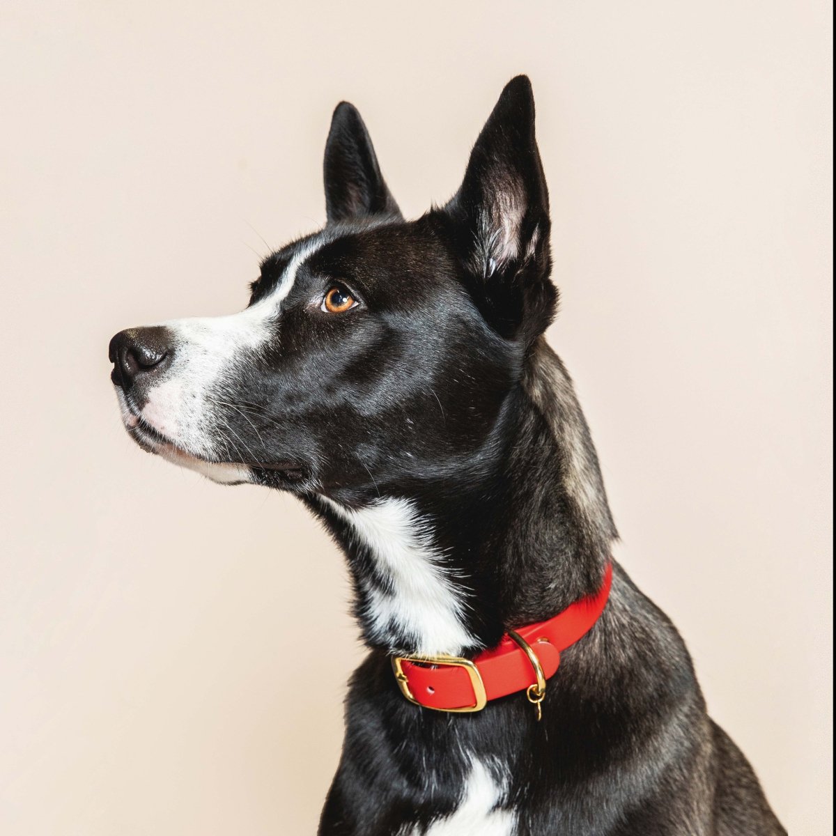 fid-le-paris-colliers-collier-chien-rouge-r-sistant image 2