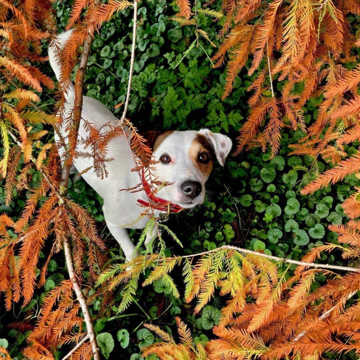 fid-le-paris-l-aventurier-collier-chien-bordeaux image 5
