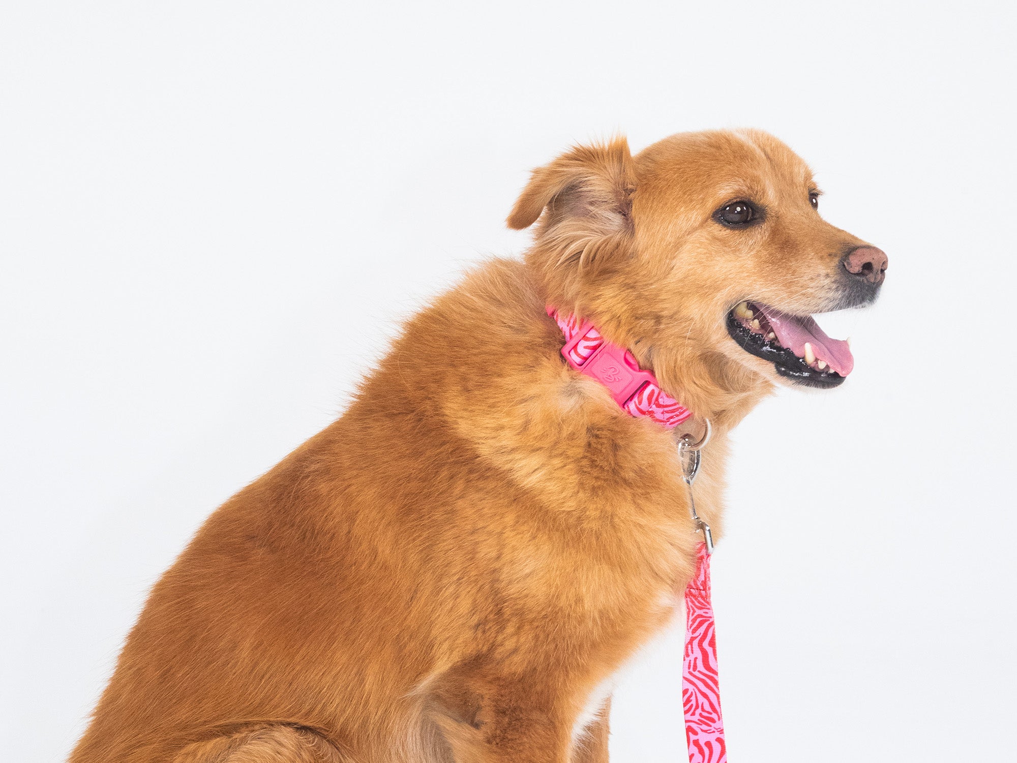 bandit-pink-zebra-collier-chien-nylon-rose image 2
