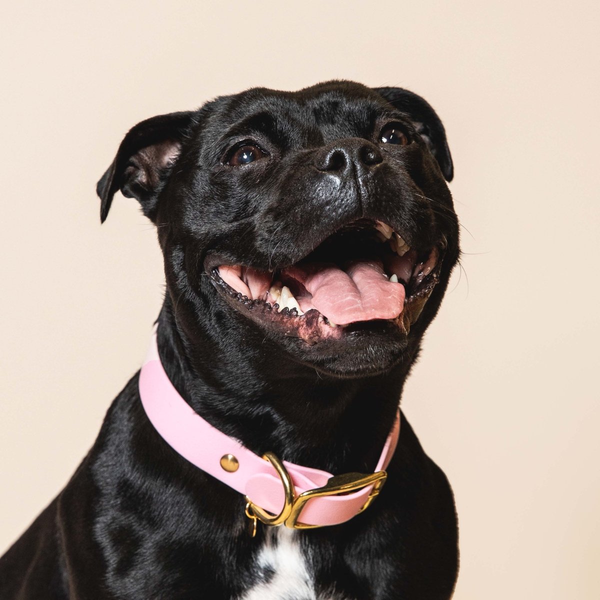 fid-le-paris-l-aventurier-collier-chien-baby-rose image 2