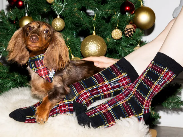 bandit-oh-my-lord-coffret-chien-bandana-chaussettes image 1