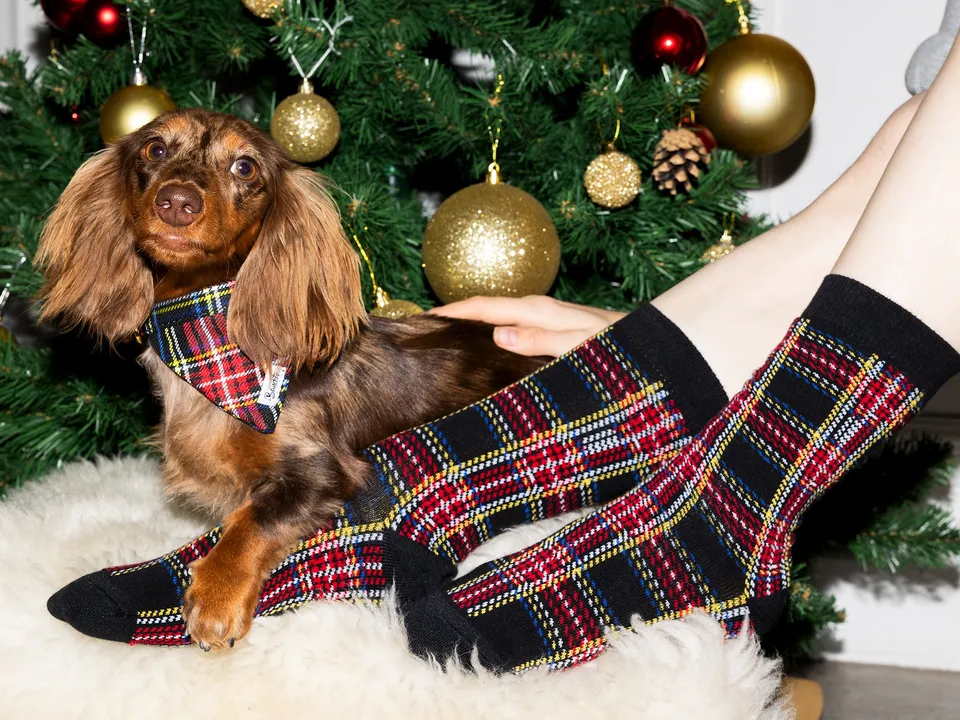 bandit-oh-my-lord-coffret-chien-bandana-chaussettes image 1