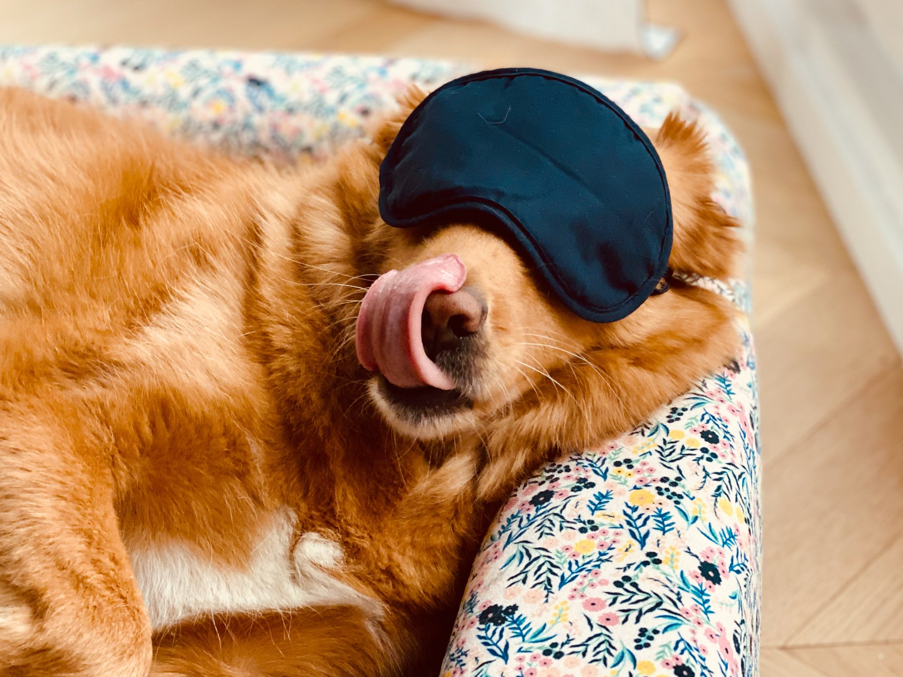 bandit-paniers-housse-de-panier-chien-velours image 8