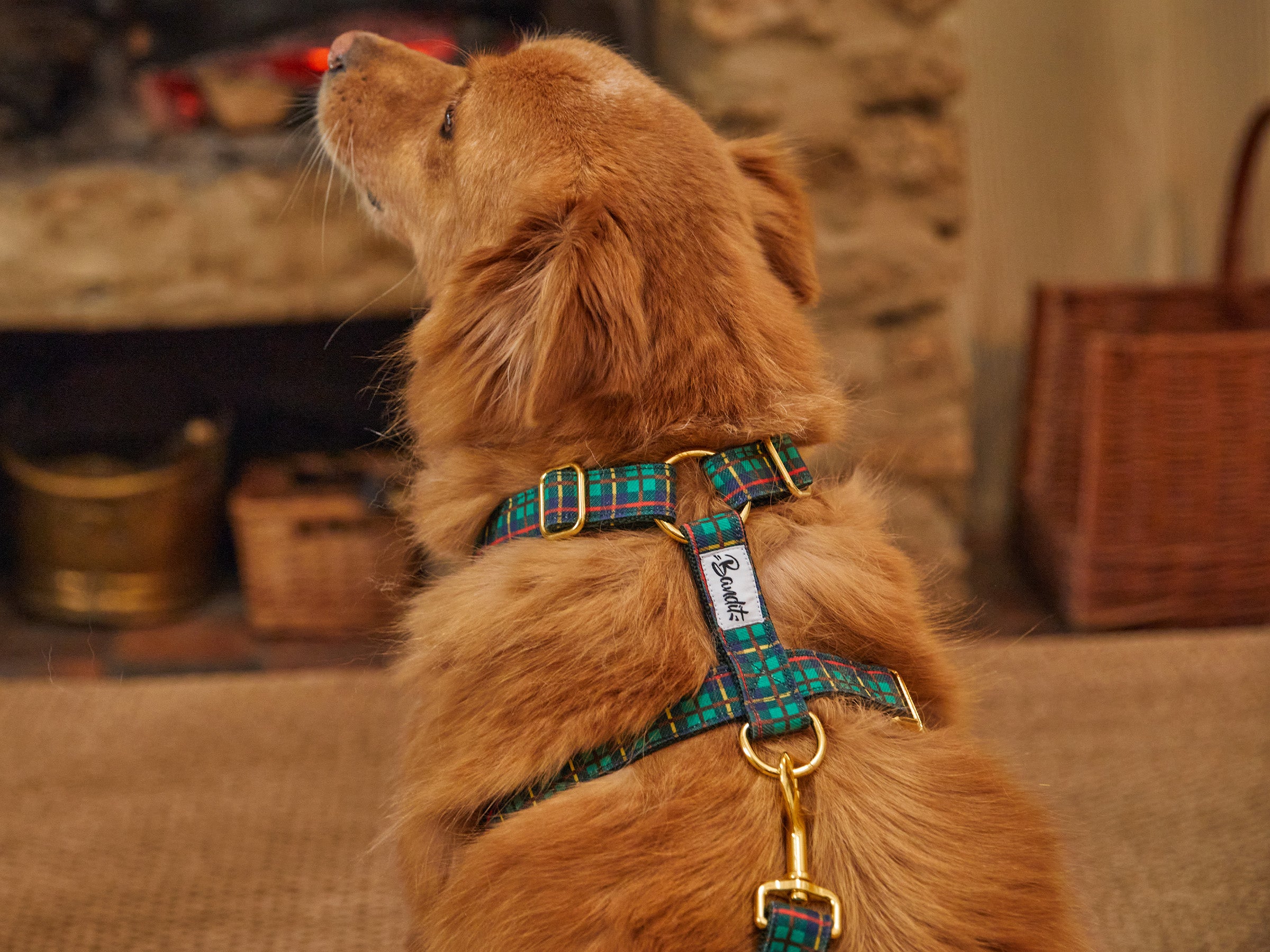 bandit-tartan-vert-harnais-chien-moyen-motif-tartan image 2