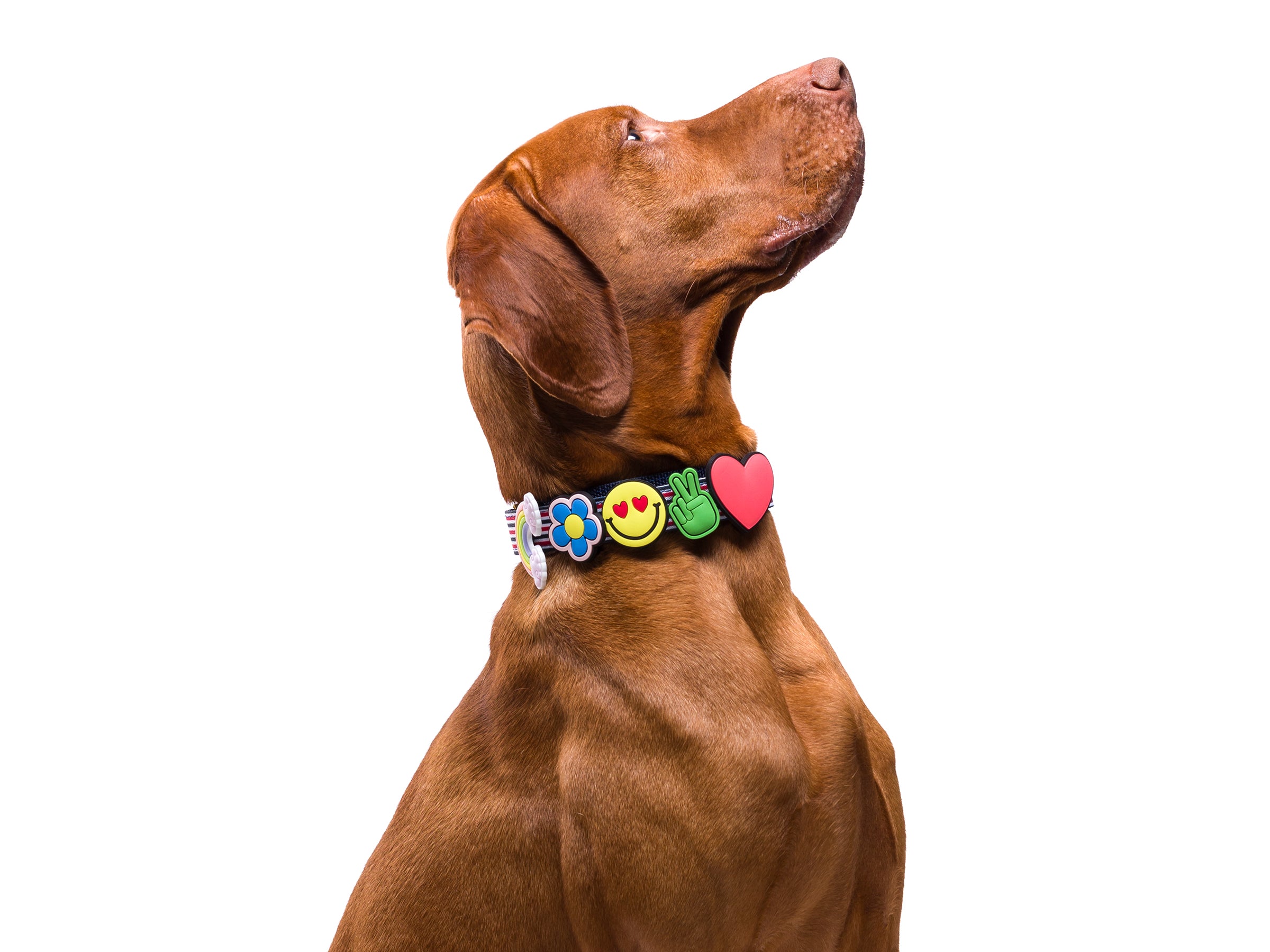 bandit-les-kits-collier-chien-5-charms-french-banban-moyen image 2