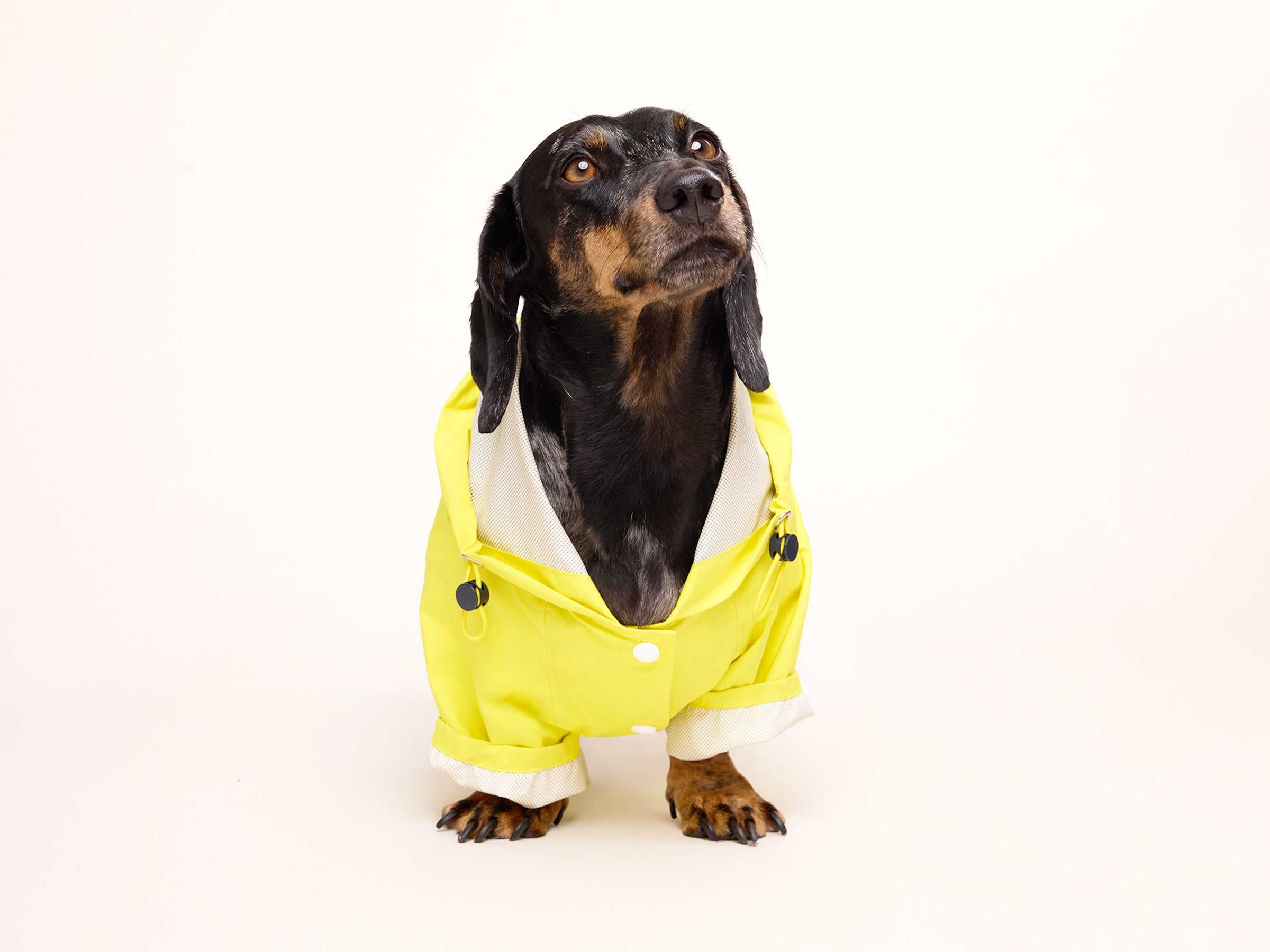 bandit-banana-split-imperm-able-chien-jaune-taille-m image 2
