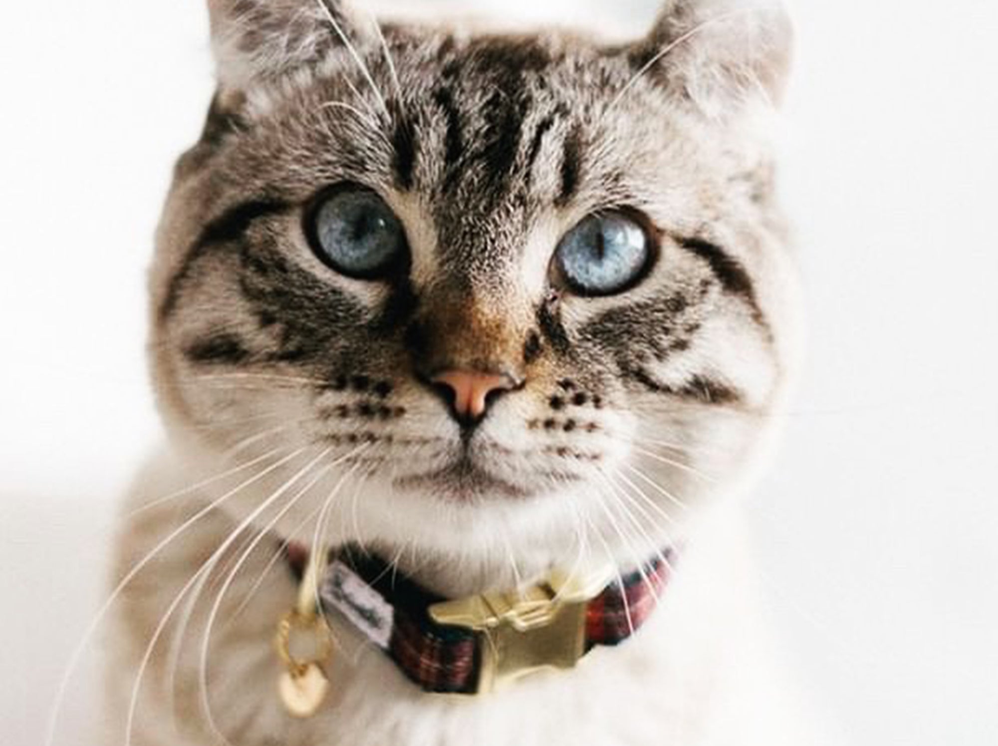 bandit-oh-my-lord-collier-chat-tartan-boucle-chat image 4