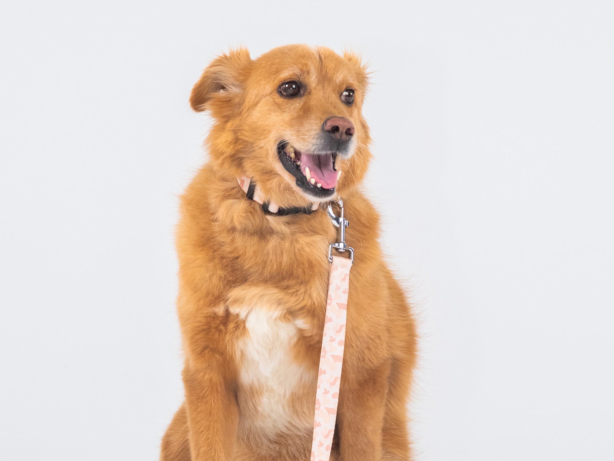 bandit-camolosse-collier-chien-camouflage-sable image 3