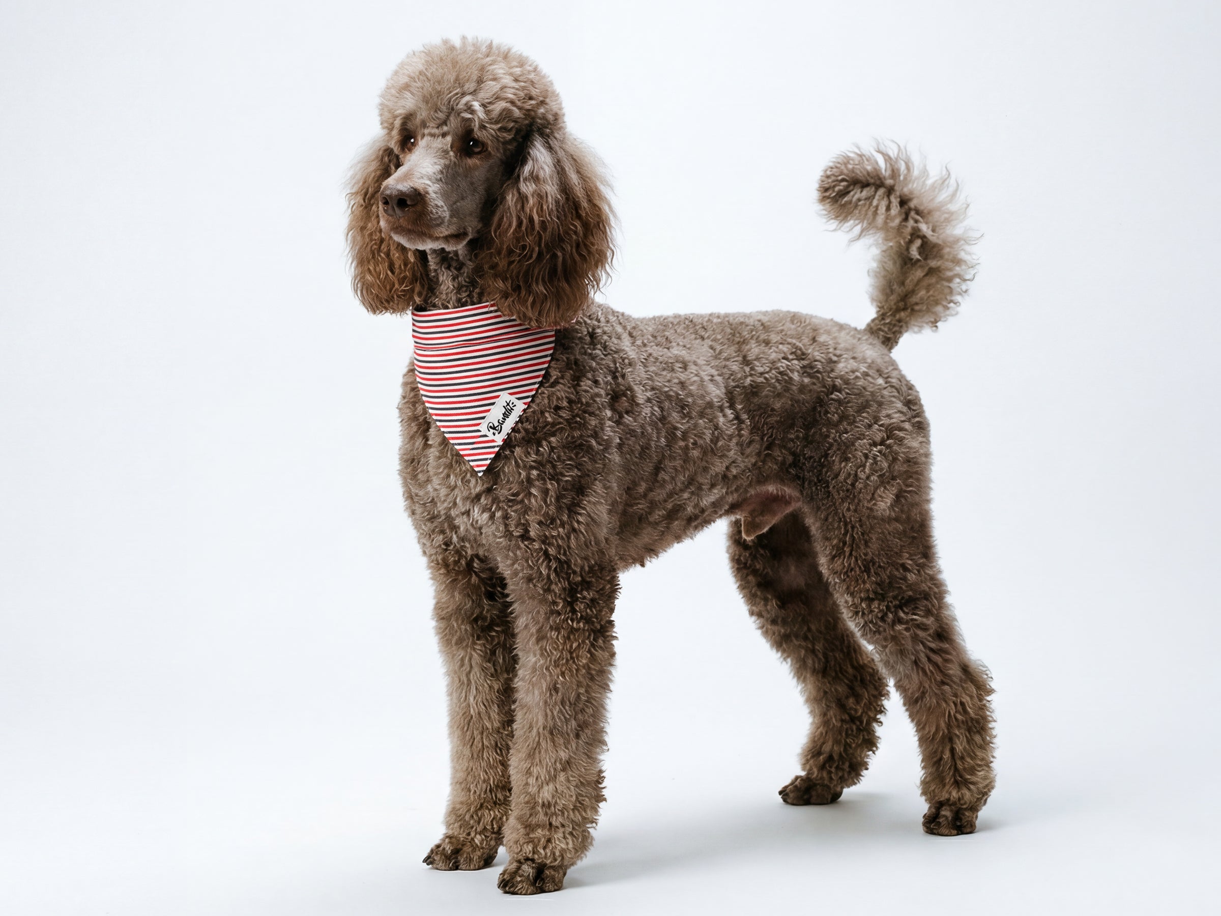 bandit-french-banban-bandana-chien-bleu-blanc-rouge-m image 2