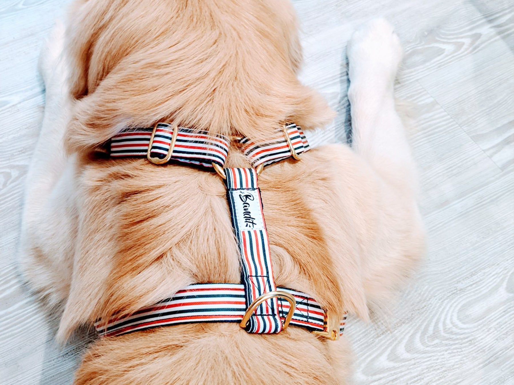 bandit-harnais-bleu-blanc-rouge-harnais-chien-nylon-t-moyen image 4