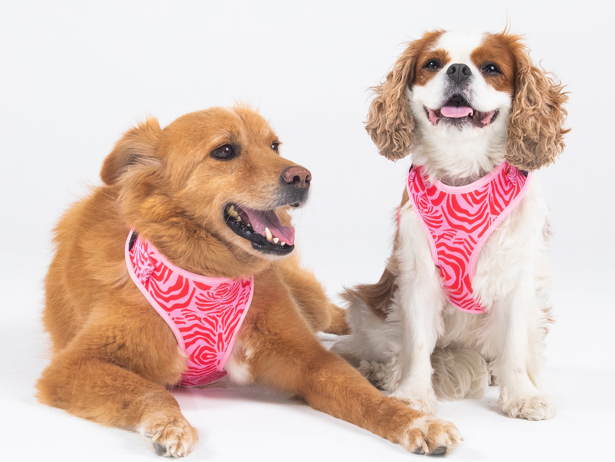bandit-pink-zebra-harnais-chien-z-bre-rose-chien-moyen image 4