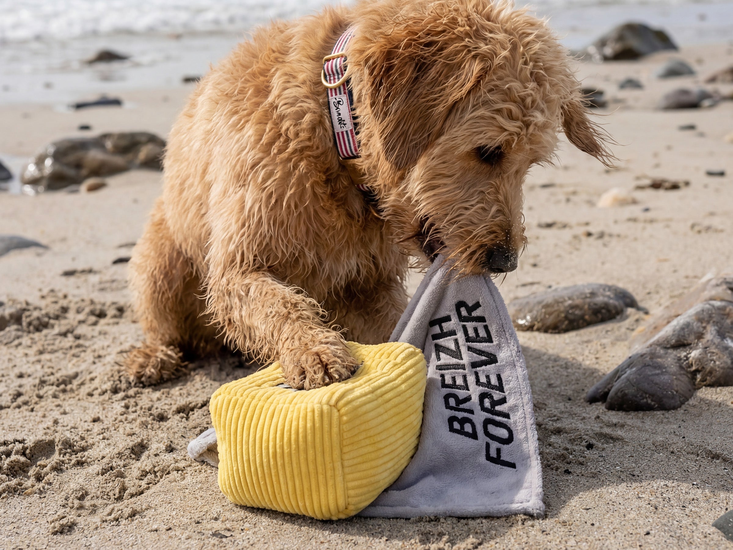 bandit-beurre-sal-jouet-chien-peluche-couineuse-bretonne image 3