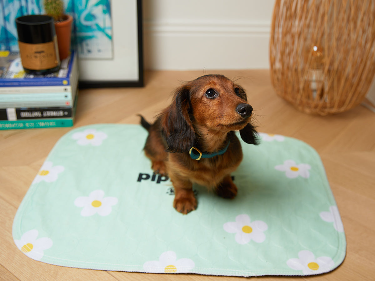 bandit-tapis-de-propret-lavable-lot-2-pipi-proof-chiot image 1
