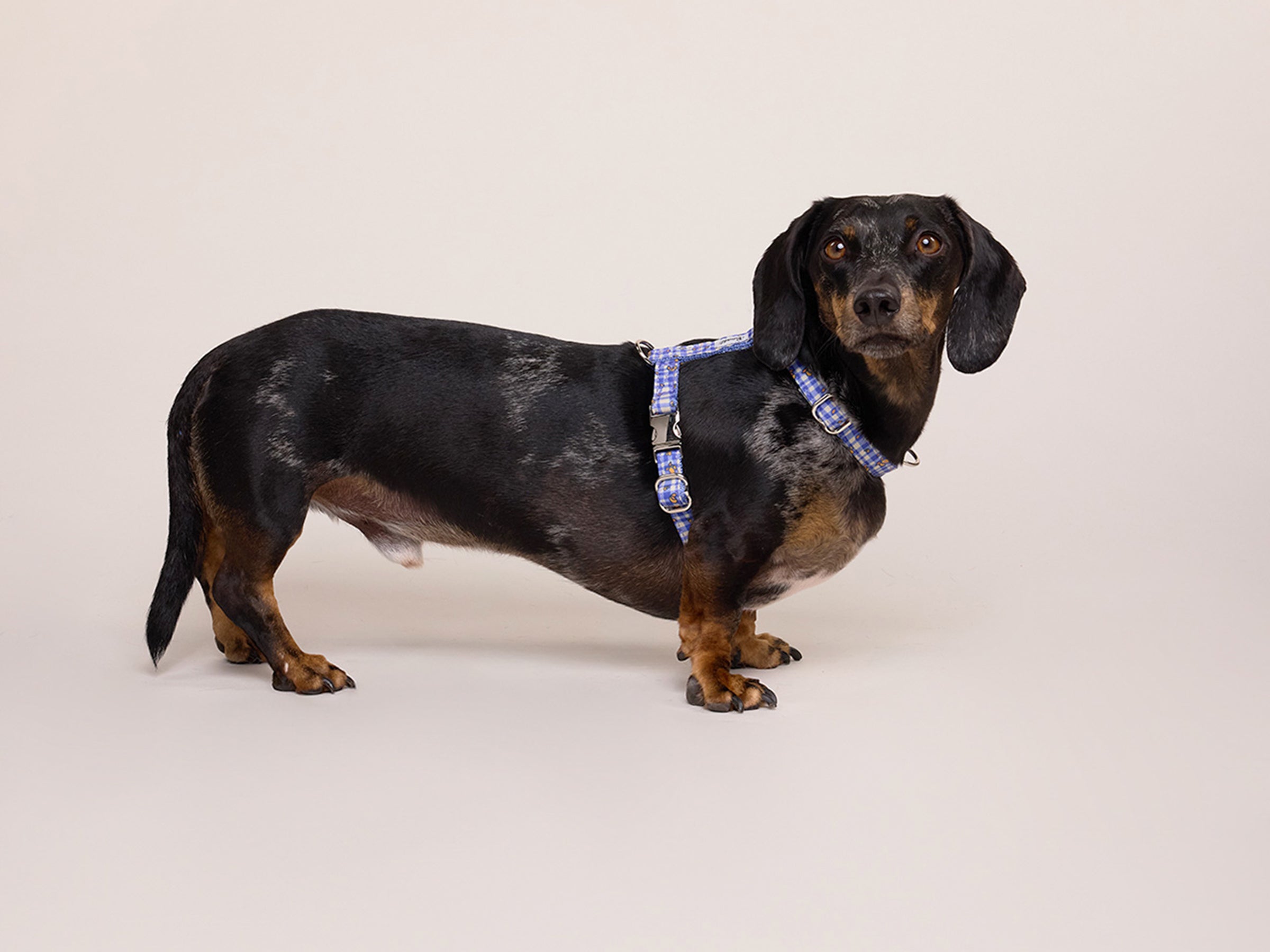 bandit-vichy-lemonade-harnais-chien-vichy-bleu-citron-moyen image 2