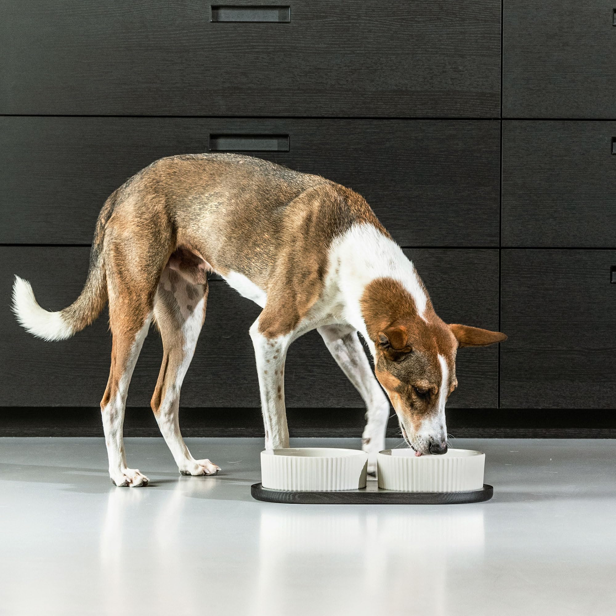 dog-copenhagen-kronborg-bar-gamelle-chien-s-caffe-latte-ch-ne image 8