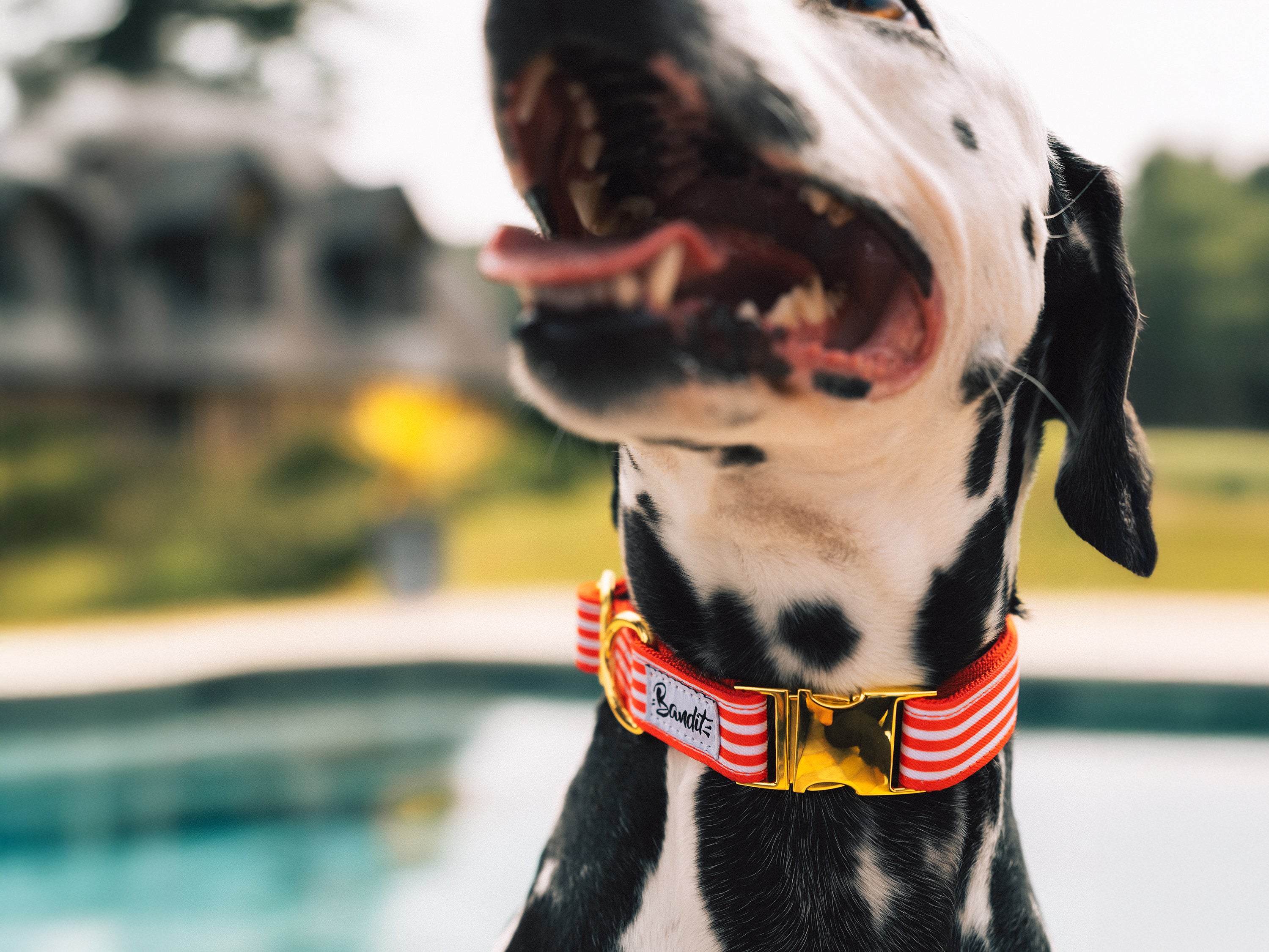 bandit-les-bains-collier-chien-ray-rouge-et-blanc-petit-chien image 2