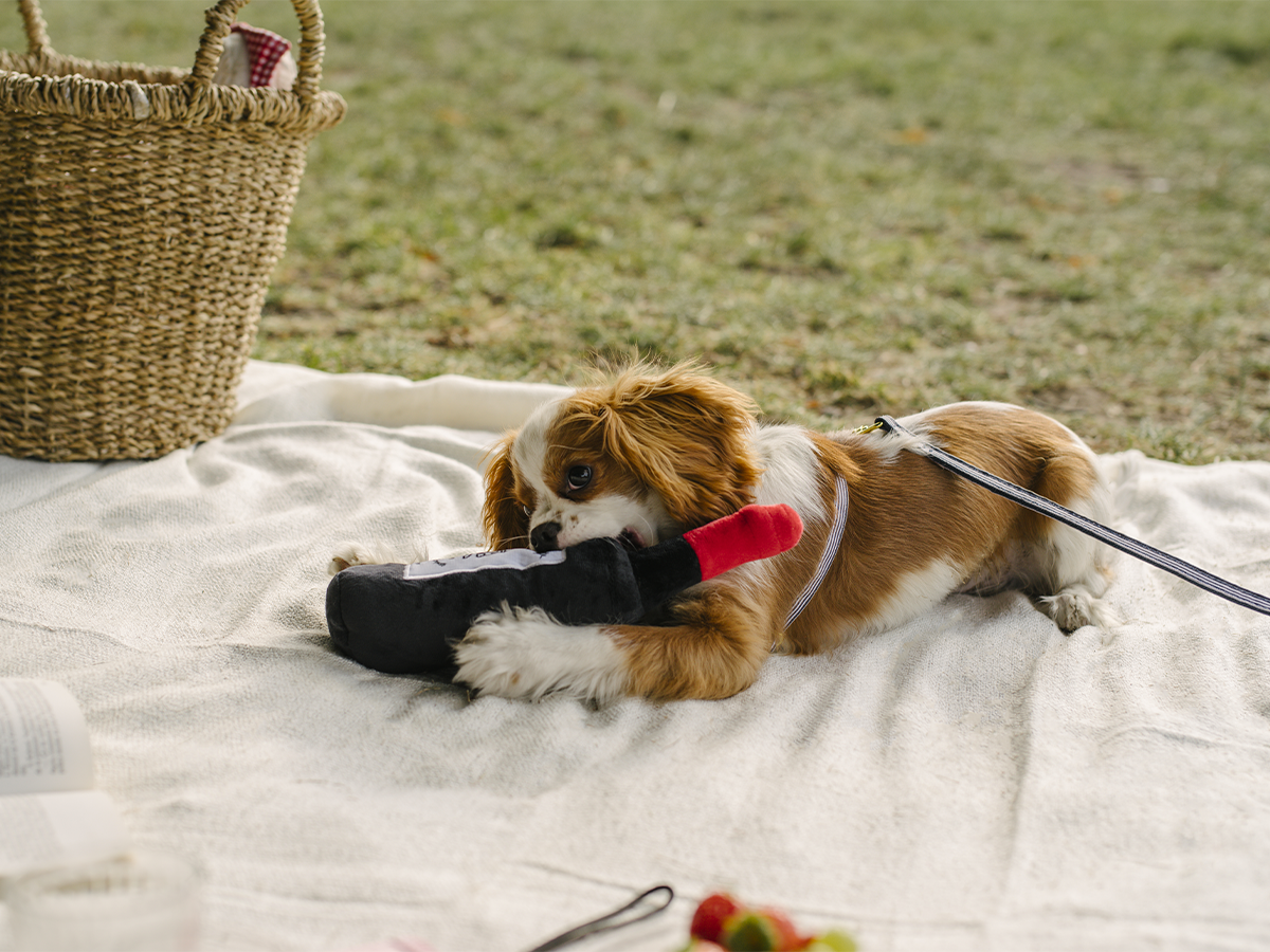 bandit-bouteille-jouet-chien-peluche-bouteille-vin-couineuse image 3