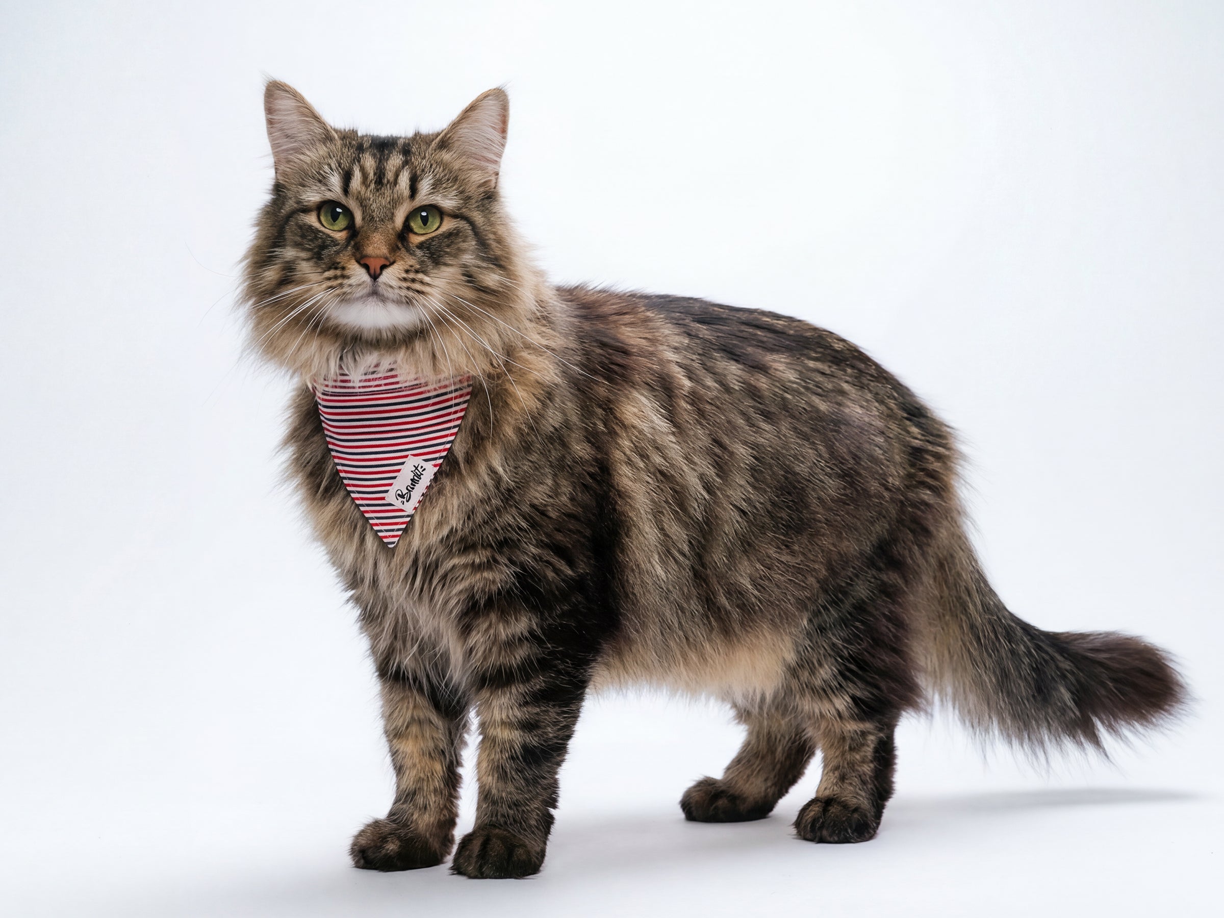 bandit-bandanas-pour-chat-bleu-blanc-rouge-bandana-anti-tranglement image 2