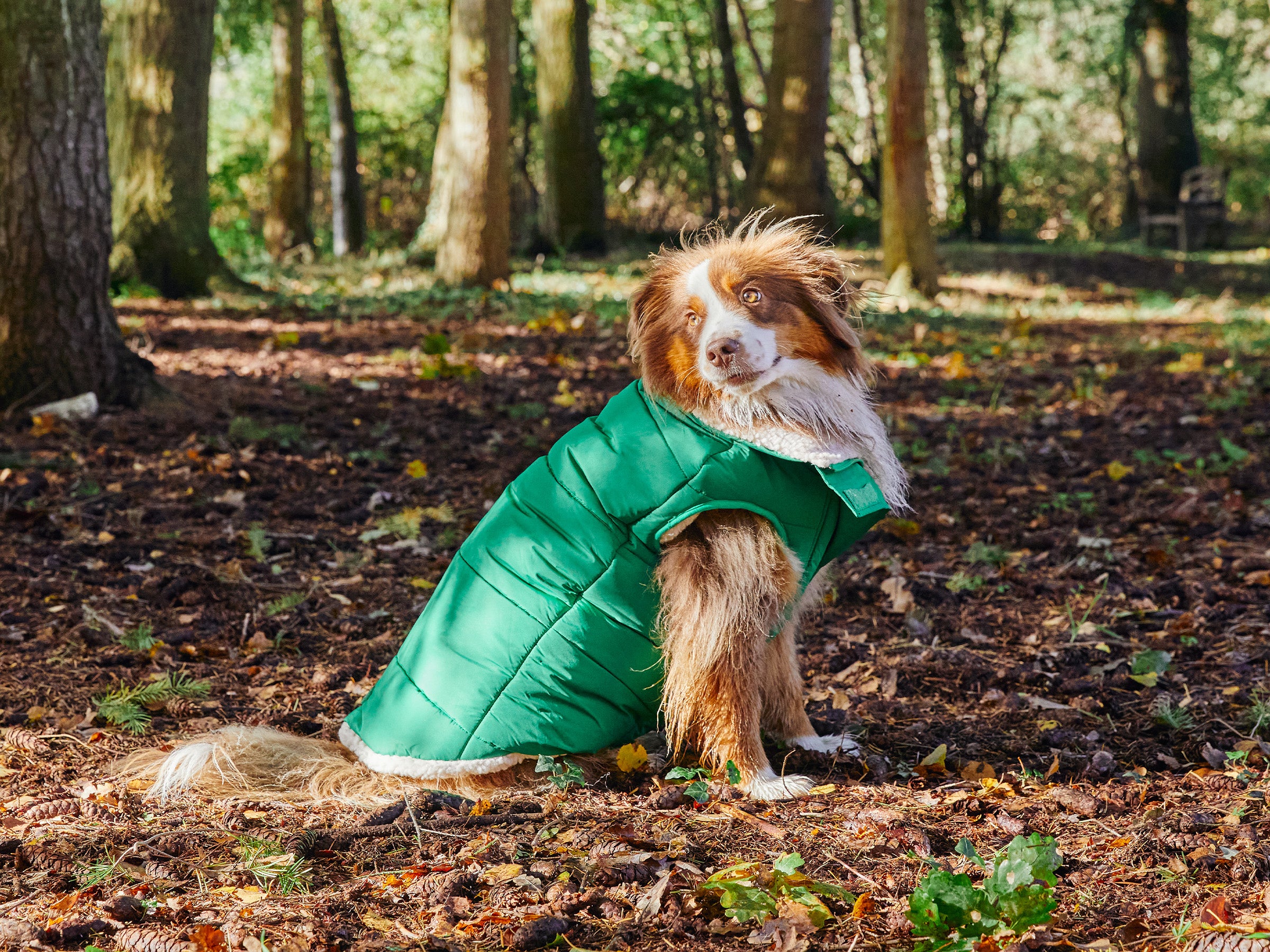 bandit-doudoune-manteau-chien-bleu-everest-s-grand-froid image 5