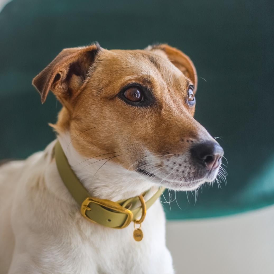 fid-le-paris-colliers-collier-chien-vert-tilleul-boucle-laiton image 4