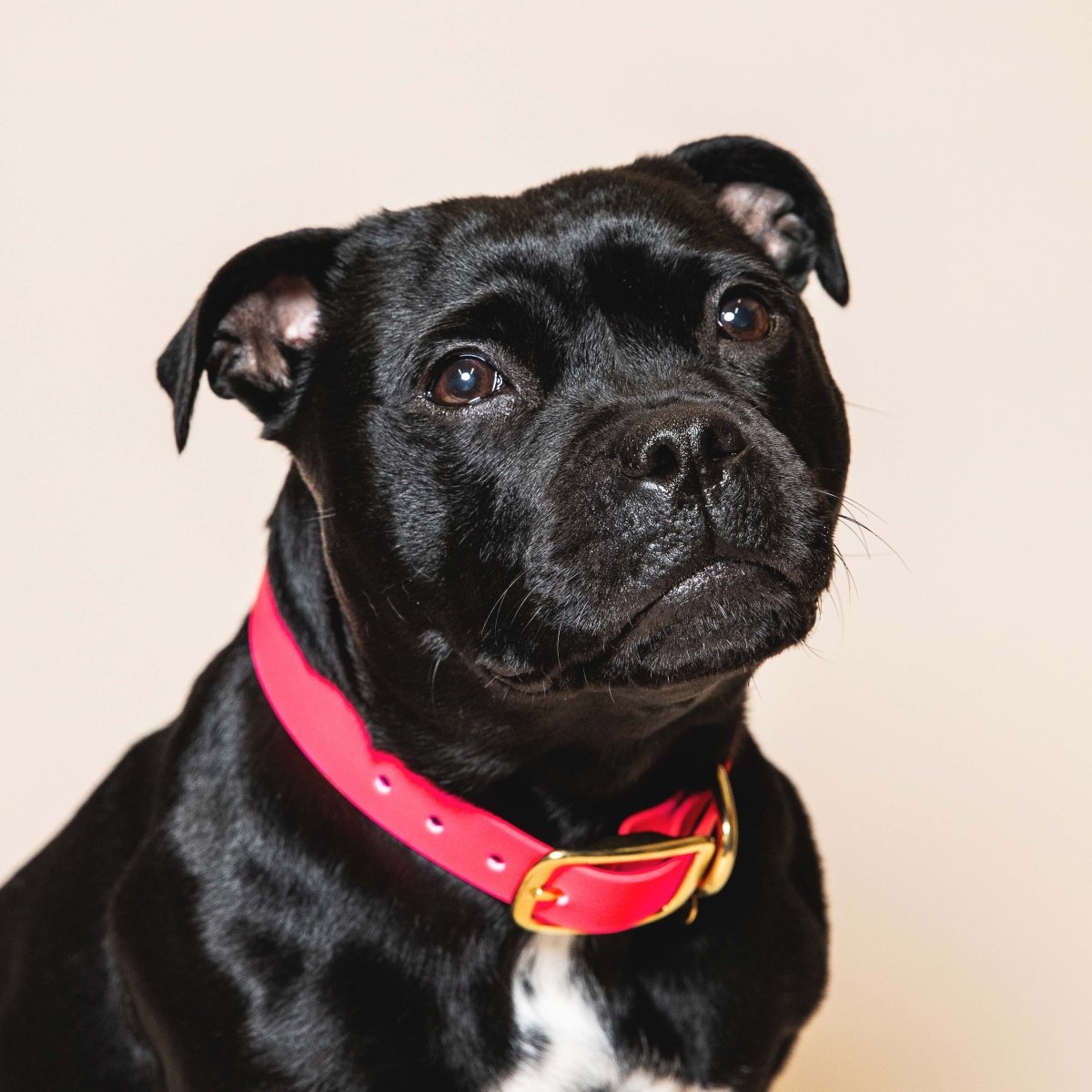 fid-le-paris-l-aventurier-collier-chien-rose-fluo-imperm-able image 2
