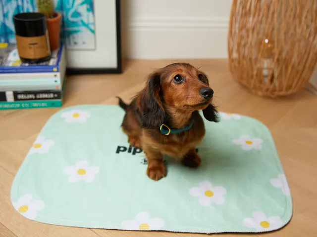 bandit-tapis-de-propret-lavable-lot-2-pipi-proof-chiot image 1