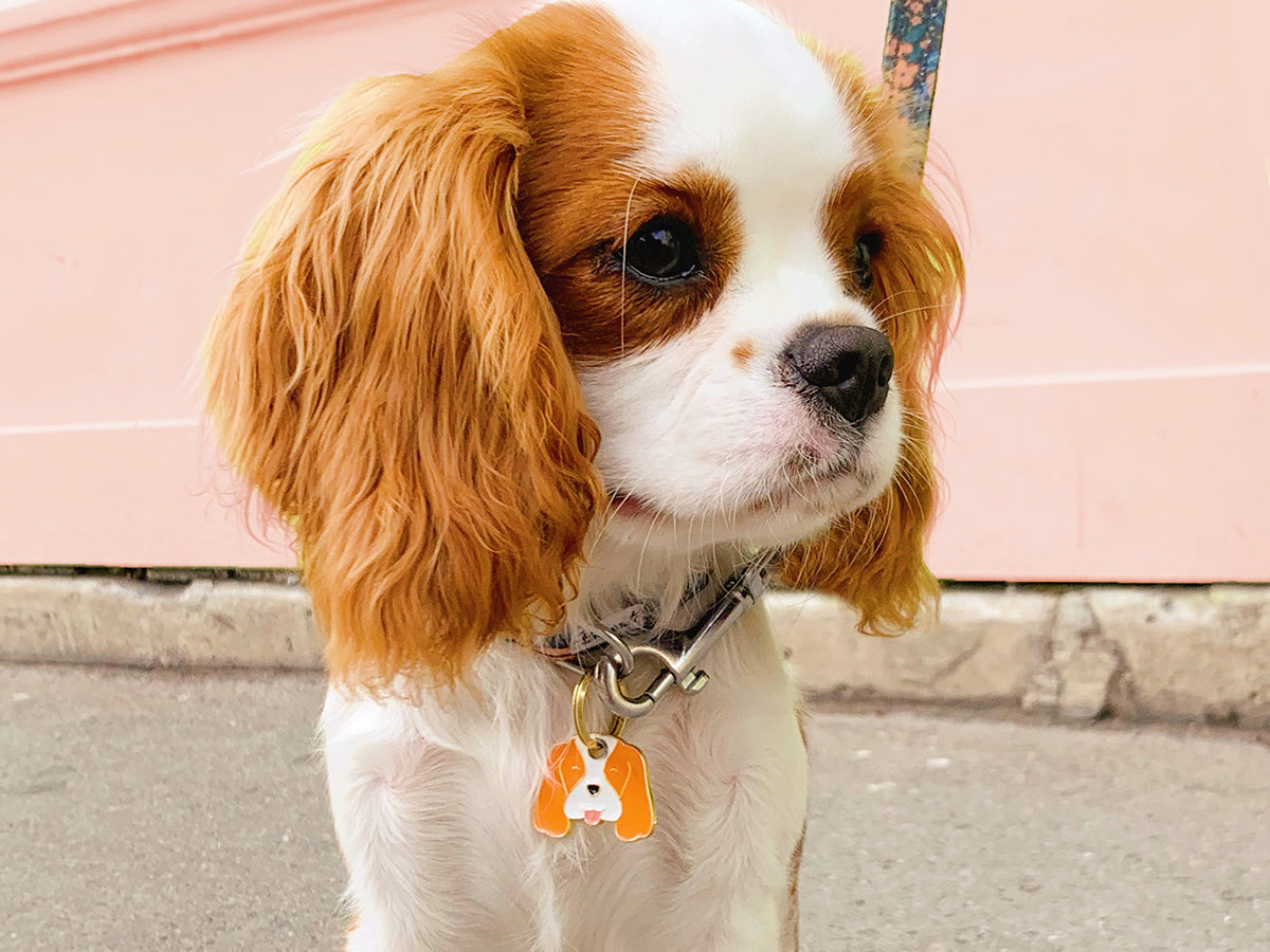 bandit-m-daille-chien-cavalier-king-charles-royale image 4