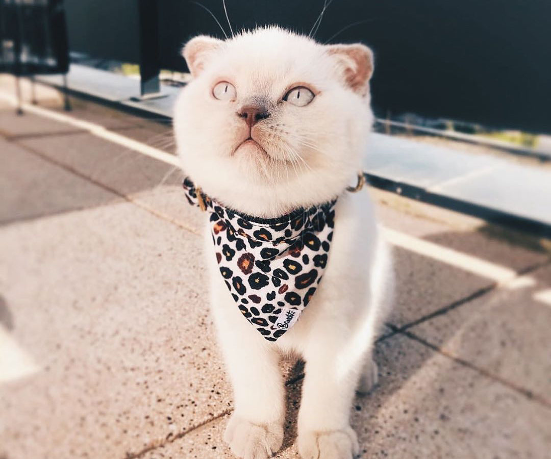 bandit-bandana-chat-l-opard-anti-tranglement-24-28-cm image 4
