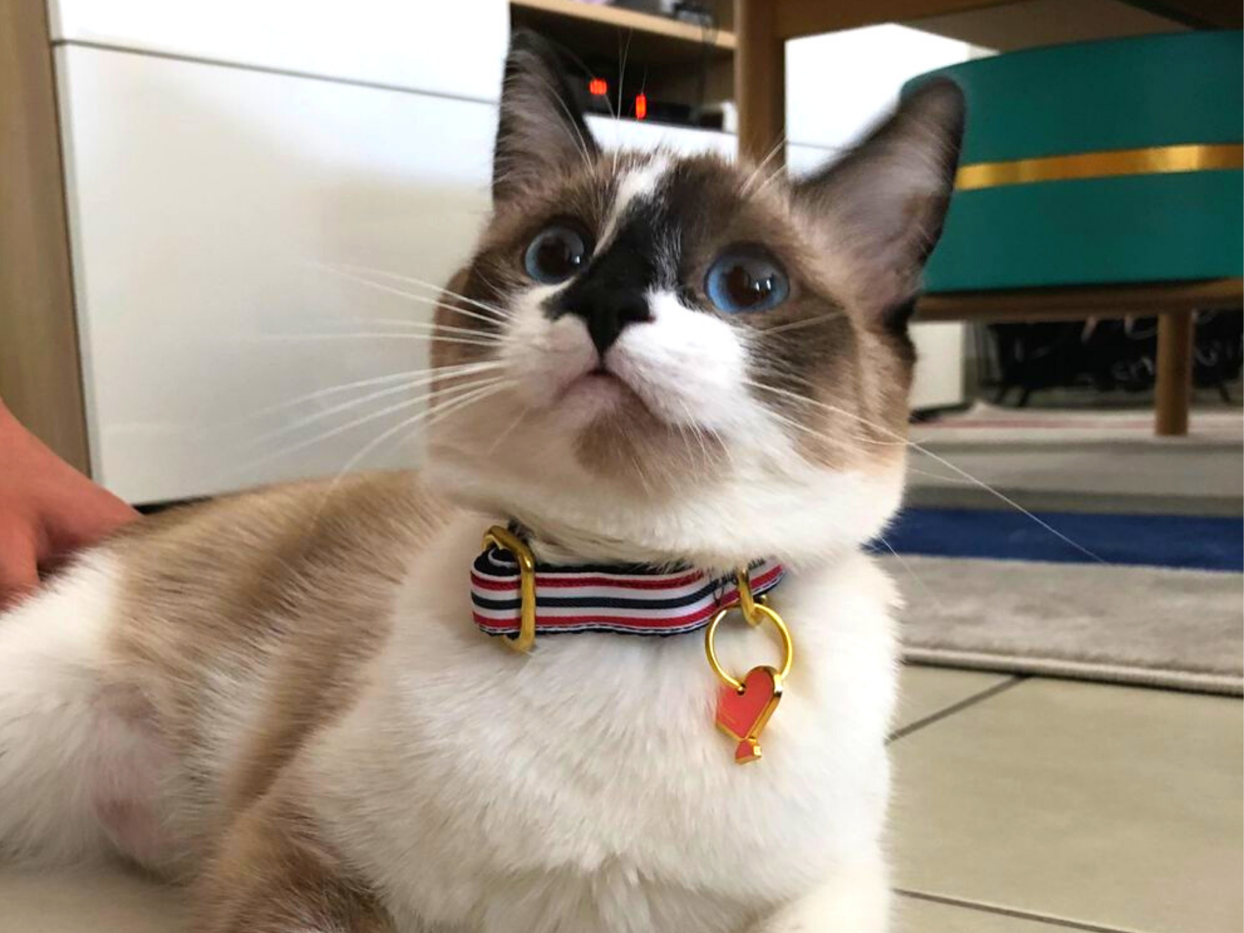 bandit-collier-chat-bleu-blanc-rouge-anti-tranglement image 2