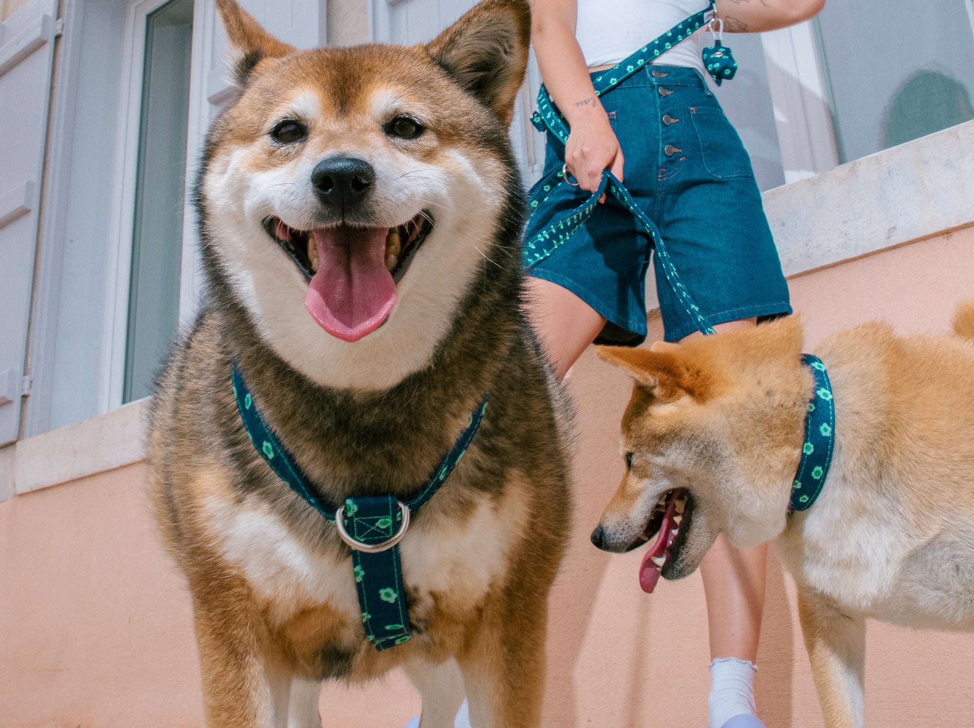 bandit-harnais-denim-bleu-brut-harnais-chien-fleurs image 2
