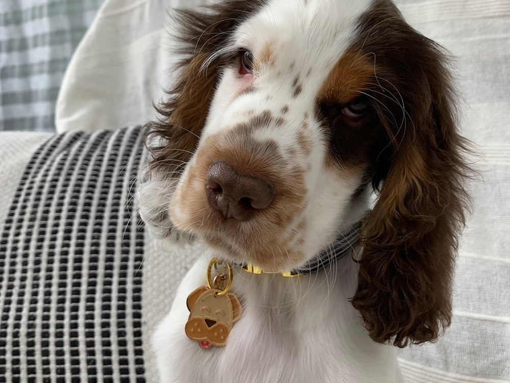 bandit-m-daille-pour-chien-dog-gravable-mignonne image 4