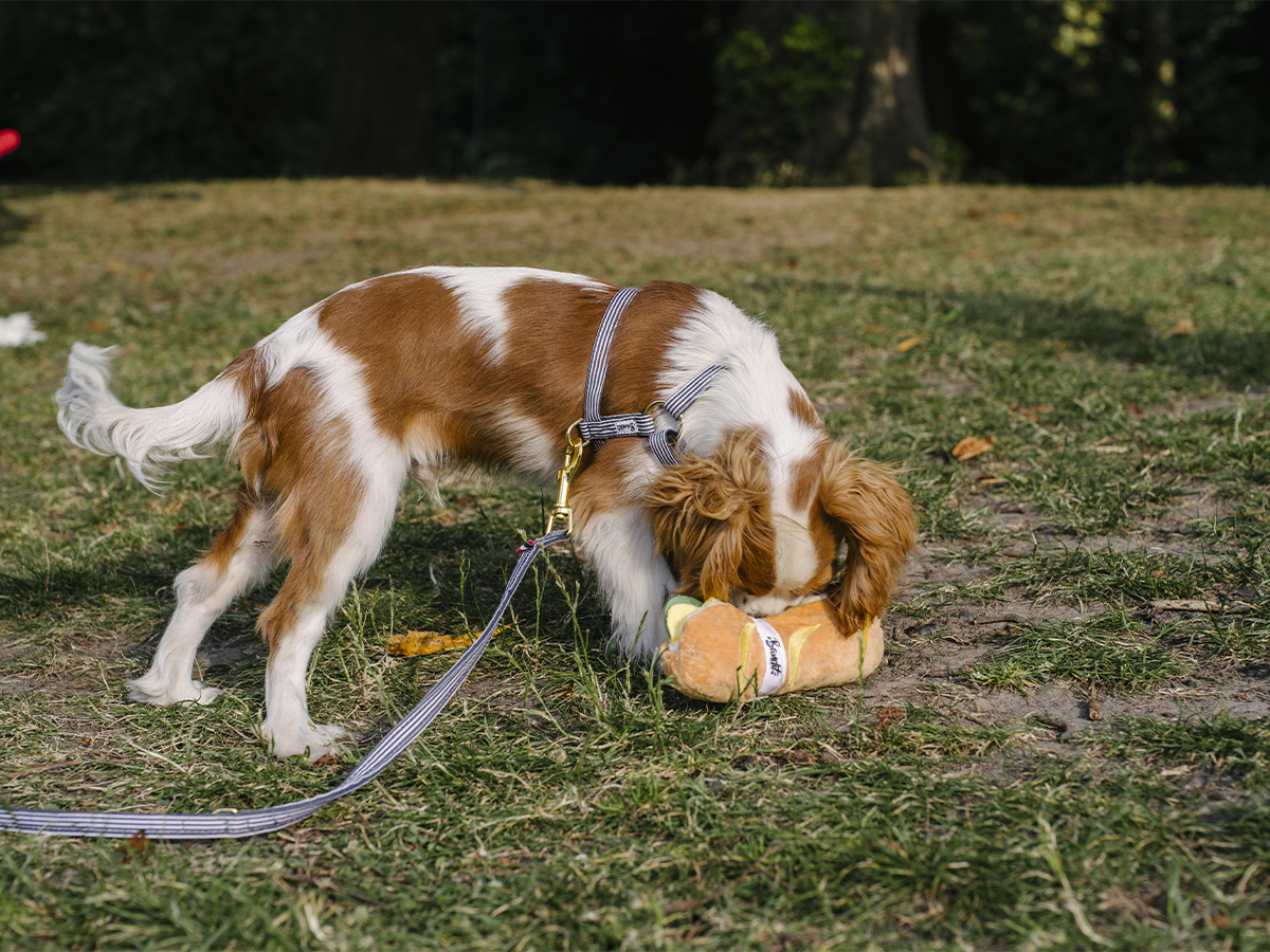 bandit-sandwich-jouet-chien-peluche-couineur-friandises image 3