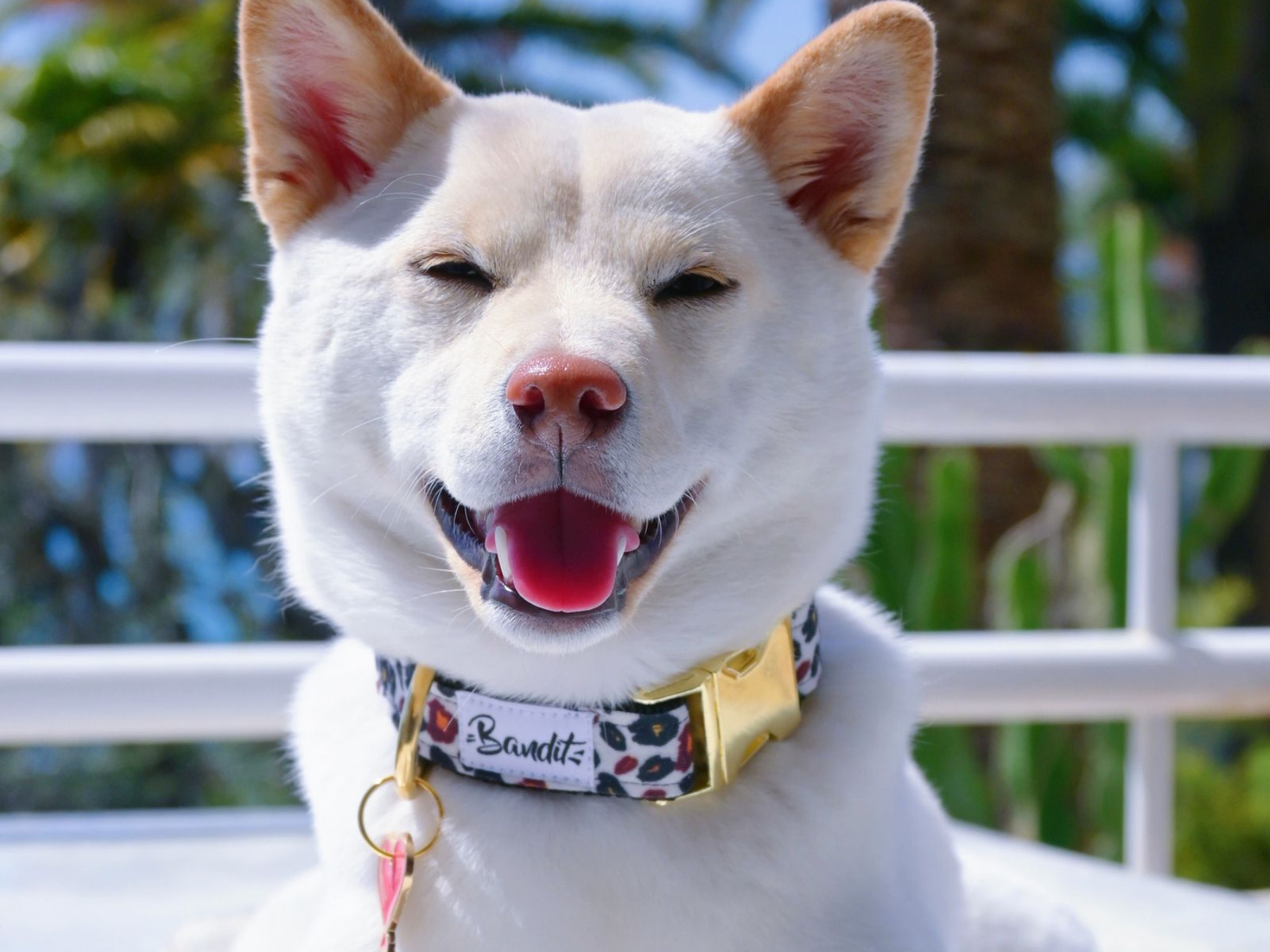 bandit-wild-wild-wouf-collier-chien-l-opard-petit-chien image 6